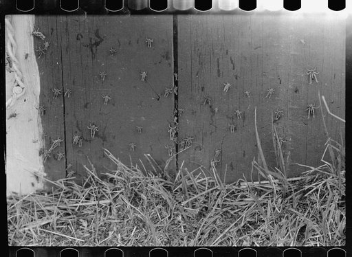 Grasshoppers on side of barn. Richland County, Montana