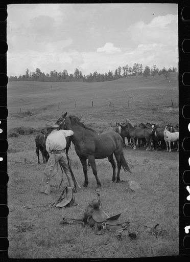 Saddling a horse at Three Circle roundup, Custer National Forest, Montana
