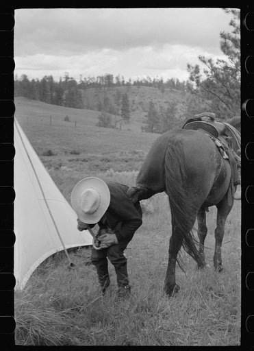 Untitled photo, possibly related to: Saddling a horse at Three Circle roundup, Custer National Forest, Montana