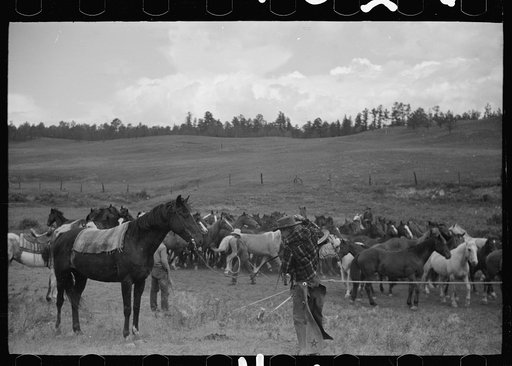 Untitled photo, possibly related to: Saddling a horse at Three Circle roundup, Custer National Forest, Montana
