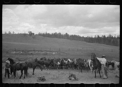 Untitled photo, possibly related to: Saddling a horse at Three Circle roundup, Custer National Forest, Montana