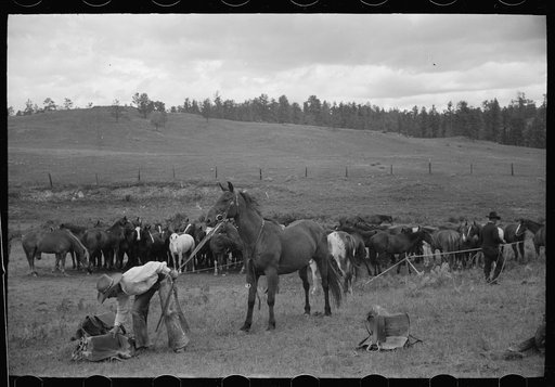 Untitled photo, possibly related to: Saddling a horse at Three Circle roundup, Custer National Forest, Montana