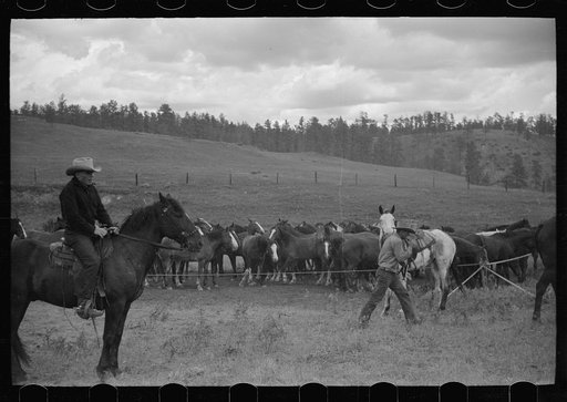 Untitled photo, possibly related to: Saddling a horse at Three Circle roundup, Custer National Forest, Montana