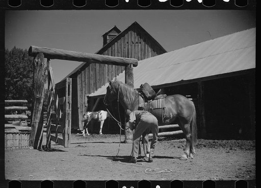 Untitled photo, possibly related to: Jack Arnold saddling a horse, Quarter Circle U Ranch, Montana