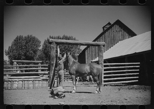 Untitled photo, possibly related to: Jack Arnold saddling a horse, Quarter Circle U Ranch, Montana