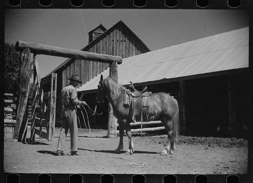 Jack Arnold saddling a horse, Quarter Circle U Ranch, Montana