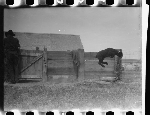 Untitled photo, possibly related to: Counting sheep, Rosebud County, Montana