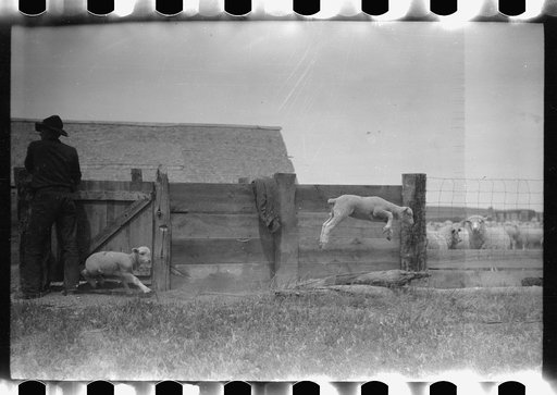 Counting sheep, Rosebud County, Montana