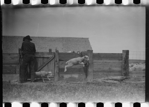 Untitled photo, possibly related to: Counting sheep, Rosebud County, Montana
