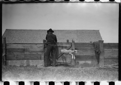 Untitled photo, possibly related to: Counting sheep, Rosebud County, Montana