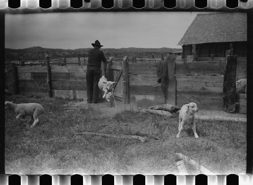 Untitled photo, possibly related to: Counting sheep, Rosebud County, Montana