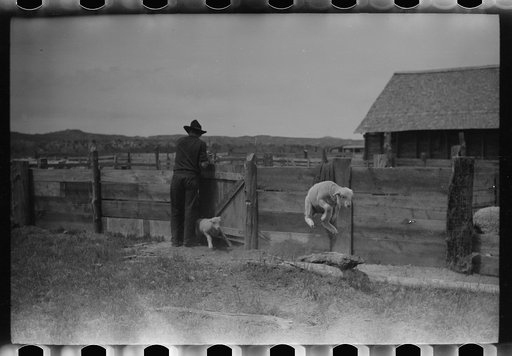 Untitled photo, possibly related to: Counting sheep, Rosebud County, Montana