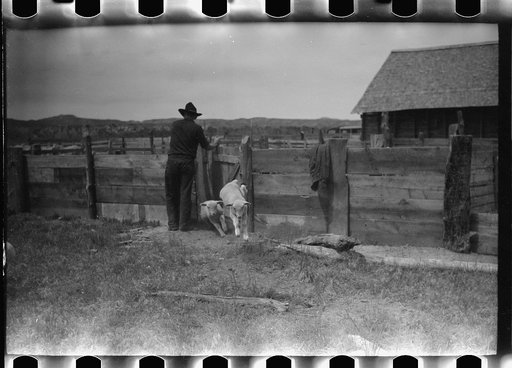 Untitled photo, possibly related to: Counting sheep, Rosebud County, Montana