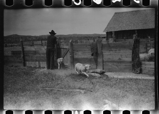 Untitled photo, possibly related to: Counting sheep, Rosebud County, Montana