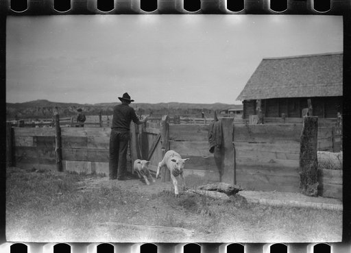 Untitled photo, possibly related to: Counting sheep, Rosebud County, Montana