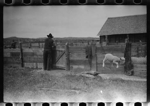 Untitled photo, possibly related to: Counting sheep, Rosebud County, Montana