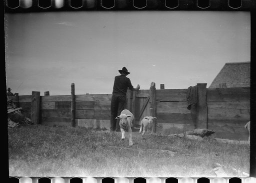 Untitled photo, possibly related to: Counting sheep, Rosebud County, Montana
