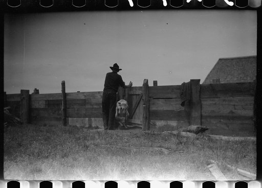 Untitled photo, possibly related to: Counting sheep, Rosebud County, Montana
