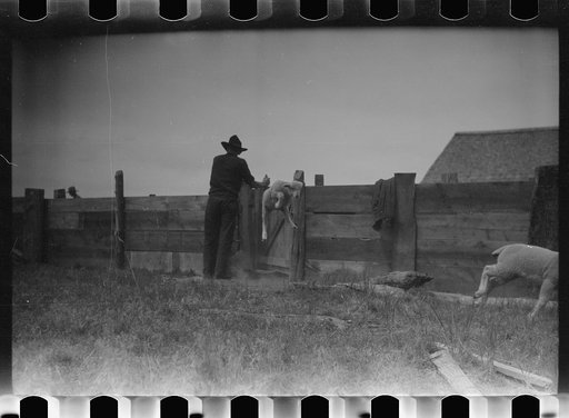 Untitled photo, possibly related to: Counting sheep, Rosebud County, Montana