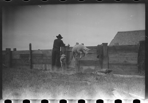 Untitled photo, possibly related to: Counting sheep, Rosebud County, Montana