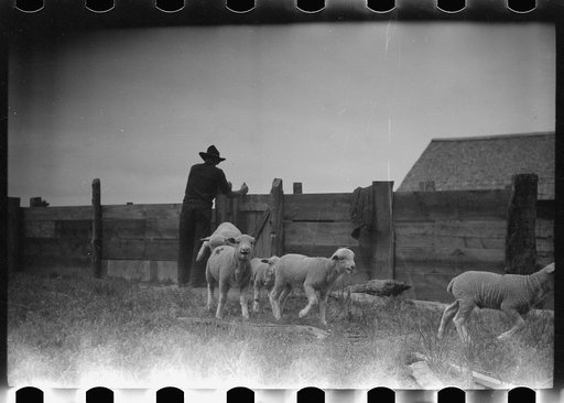 Untitled photo, possibly related to: Counting sheep, Rosebud County, Montana