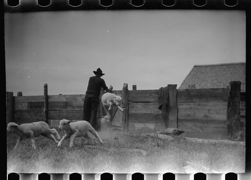 Untitled photo, possibly related to: Counting sheep, Rosebud County, Montana