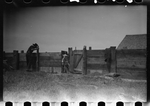 Untitled photo, possibly related to: Counting sheep, Rosebud County, Montana