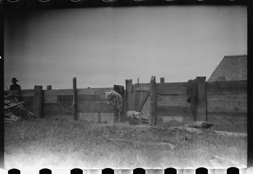 Untitled photo, possibly related to: Counting sheep, Rosebud County, Montana
