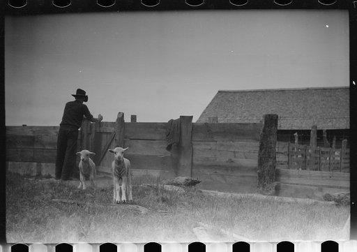 Untitled photo, possibly related to: Counting sheep, Rosebud County, Montana