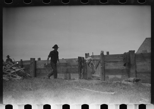 Untitled photo, possibly related to: Counting sheep, Rosebud County, Montana