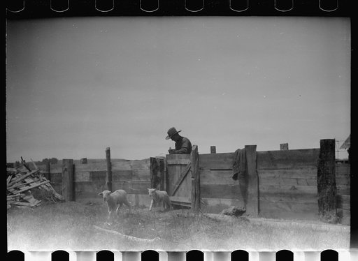 Untitled photo, possibly related to: Counting sheep, Rosebud County, Montana