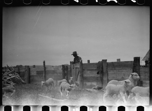 Untitled photo, possibly related to: Counting sheep, Rosebud County, Montana