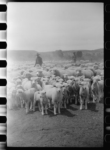 Untitled photo, possibly related to: Sheep before shearing, Rosebud County, Montana