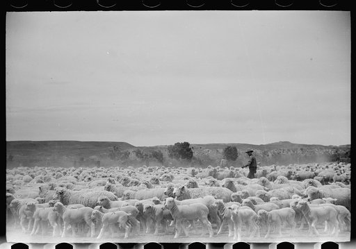 Untitled photo, possibly related to: Sheep before shearing, Rosebud County, Montana