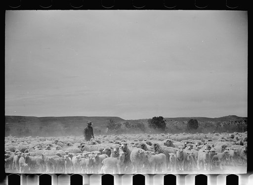Untitled photo, possibly related to: Sheep before shearing, Rosebud County, Montana