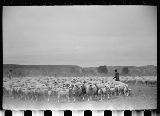 Sheep before shearing, Rosebud County, Montana