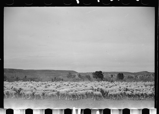 Untitled photo, possibly related to: Sheep before shearing, Rosebud County, Montana