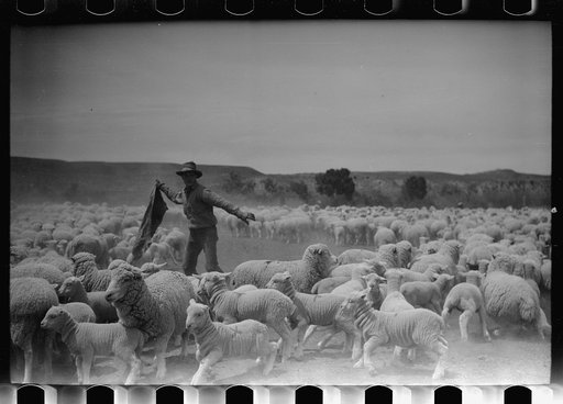 Counting sheep, Rosebud County, Montana