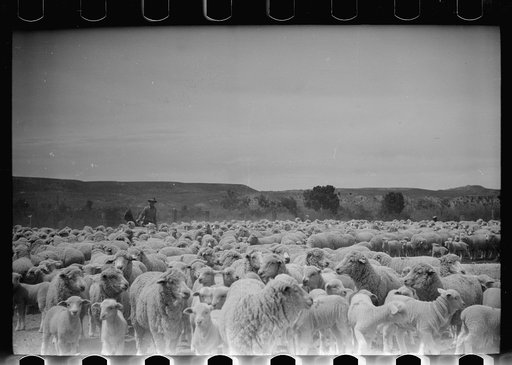 Untitled photo, possibly related to: Sheep before shearing, Rosebud County, Montana