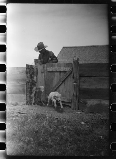 Counting sheep, Rosebud County, Montana