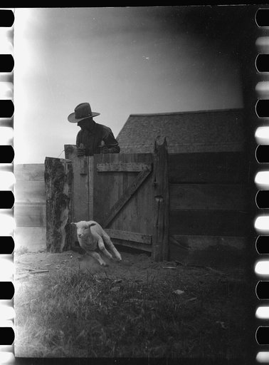 Untitled photo, possibly related to: Counting sheep, Rosebud County, Montana