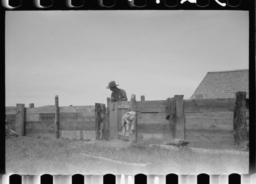 Untitled photo, possibly related to: Counting sheep, Rosebud County, Montana