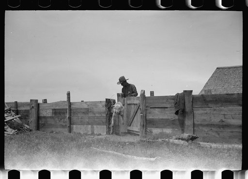 Untitled photo, possibly related to: Counting sheep, Rosebud County, Montana