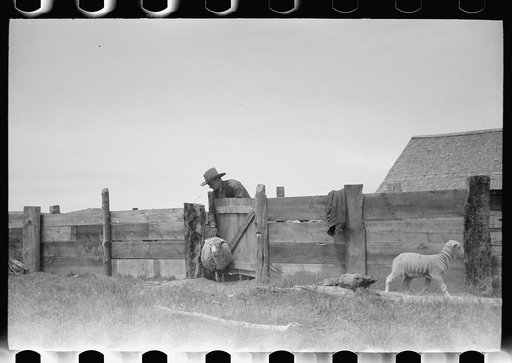 Untitled photo, possibly related to: Counting sheep, Rosebud County, Montana