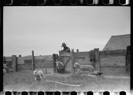 Untitled photo, possibly related to: Counting sheep, Rosebud County, Montana