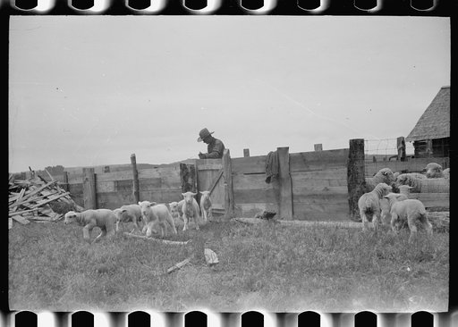 Untitled photo, possibly related to: Counting sheep, Rosebud County, Montana