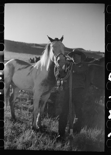 Untitled photo, possibly related to: Saddling a horse, Three Circle roundup, Custer National Forest, Montana