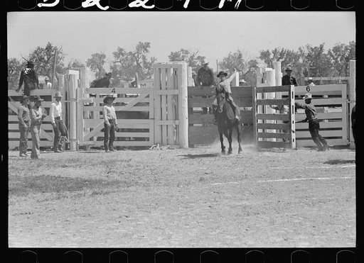 Riding a bucking horse, rodeo, Miles City, Montana