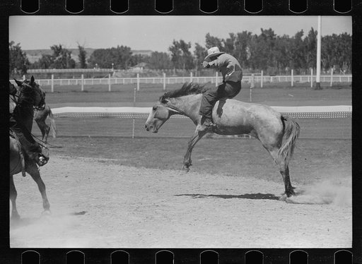 Riding a bucking horse, rodeo, Miles City, Montana