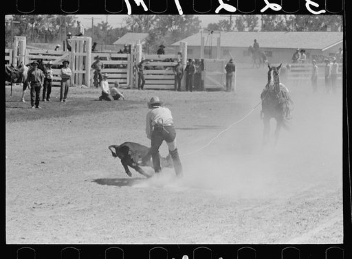 Untitled photo, possibly related to: Roping a calf, rodeo, Miles City, Montana